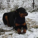 charny-education_beauceron-harmonie_06