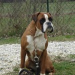 charny-education_education-boxer_05