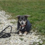 charny-education_education-pinscher-05