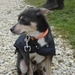 charny-education_education-pinscher-06