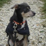 charny-education_education-pinscher-07