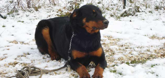 Education du beauceron