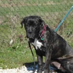 charny-education_education-cane-corso-05