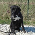 charny-education_education-cane-corso-06