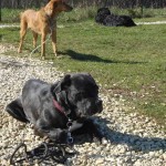 charny-education_education-cane-corso-07