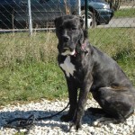 charny-education_education-cane-corso-14