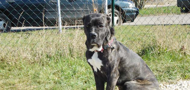 Education du Cane Corso