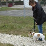 charny-education_education-jack-russell-01