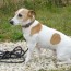 Education du Jack Russel