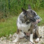 charny-education_bull-terrier-04