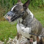 charny-education_bull-terrier-05