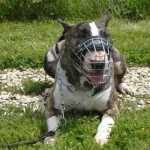 charny-education_bull-terrier-09