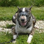 charny-education_bull-terrier-10