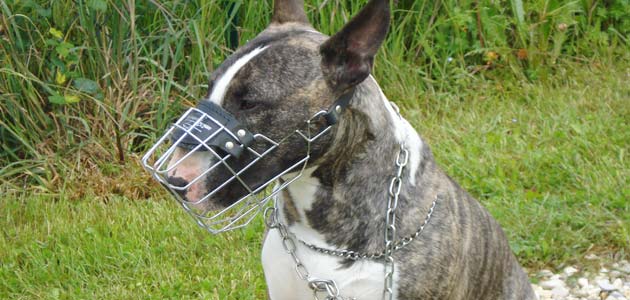 Education du Bull Terrier