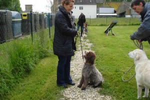 charny-education_education-lagotto-romagnolo-02