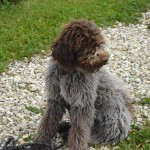 charny-education_education-lagotto-romagnolo-04