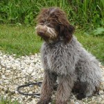 charny-education_education-lagotto-romagnolo-05