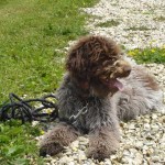 charny-education_education-lagotto-romagnolo-08