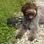 charny-education_education-lagotto-romagnolo-09