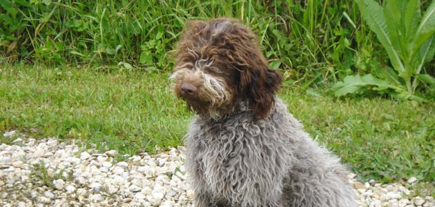 Education du Lagotto Romagnolo