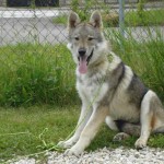 charny-education_loup-tchecoslovaquie-02