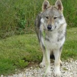 charny-education_loup-tchecoslovaquie-09