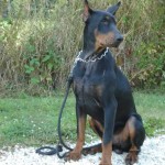 charny-education_dobermann-04