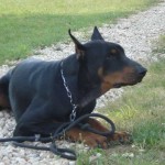 charny-education_dobermann-05