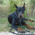 charny-education_dobermann-06