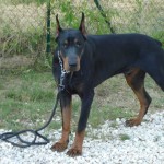 charny-education_dobermann-08