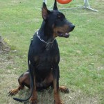 charny-education_dobermann-10