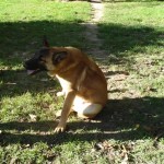 charnyeduc-malinois-01