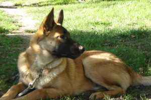 charnyeduc-malinois-02