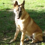 charnyeduc-malinois-03