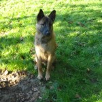 charnyeduc-malinois-04