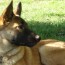 Un gentil chiot Malinois