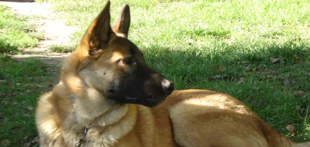 Un gentil chiot Malinois