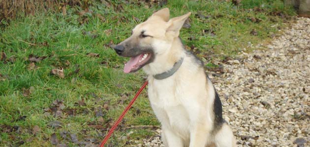 Education chiots croisés berger allemand et blanc suisse