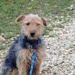 Education jeune Fox Terrier