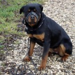 charnyeduc-rottweiler-05