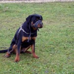 charnyeduc-rottweiler-09