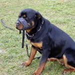 charnyeduc-rottweiler-11