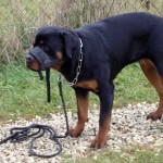 charnyeduc-rottweiler-17