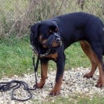 charnyeduc-rottweiler-19