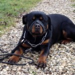 charnyeduc-rottweiler-21