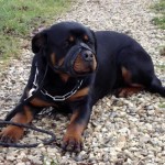 charnyeduc-rottweiler-23