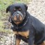 Education et dressage d’un rottweiler