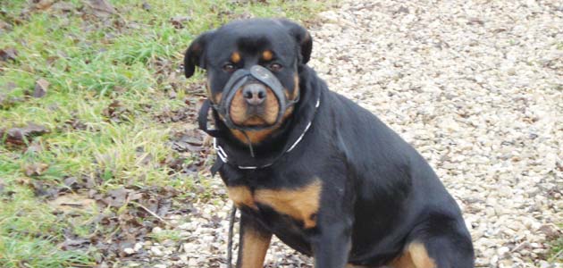 Education et dressage d’un rottweiler