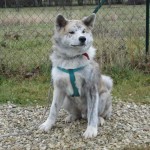 charnyeduc-akita-inu-07