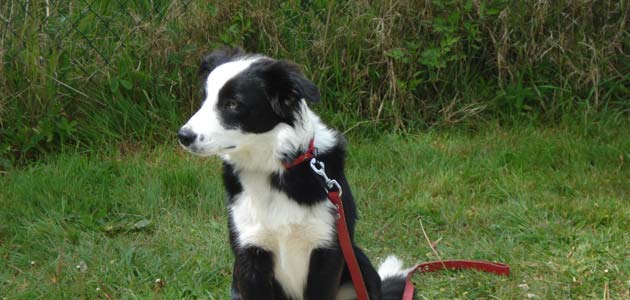 Education Border Collie